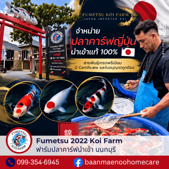 ราคา ปลาคาร์ฟนำเข้า - ฟาร์มปลาคาร์ฟนำเข้าจากญี่ปุ่นแท้ 100% - Fumetsu Koi Farm