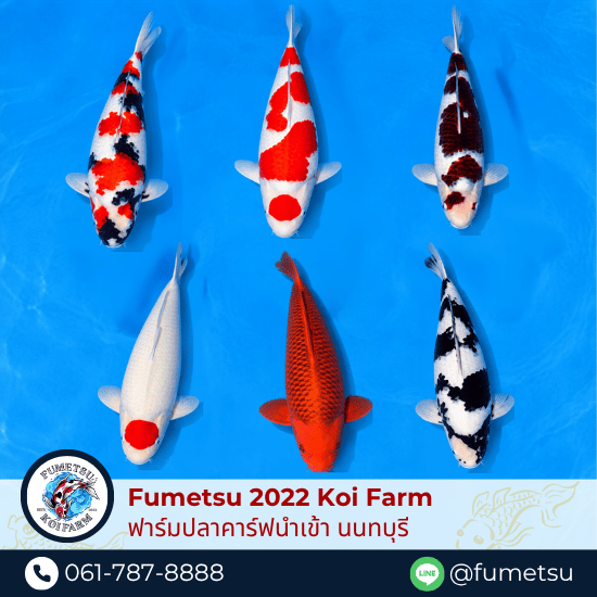 ขายปลาคาร์ฟนำเข้า แท้ - ฟาร์มปลาคาร์ฟนำเข้าจากญี่ปุ่นแท้ 100% - Fumetsu Koi Farm