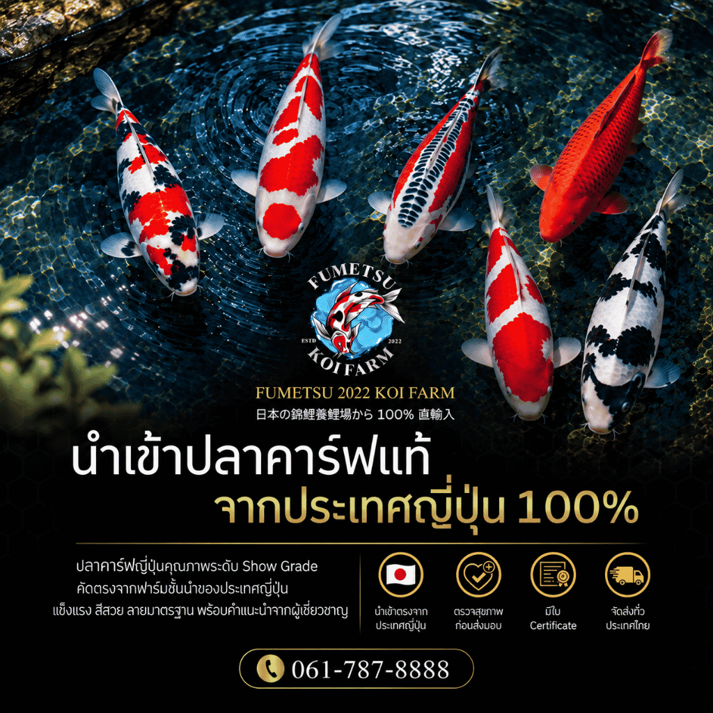 ฟาร์มปลาคราฟนำเข้าจากญี่ปุ่นแท้ นนทบุรี