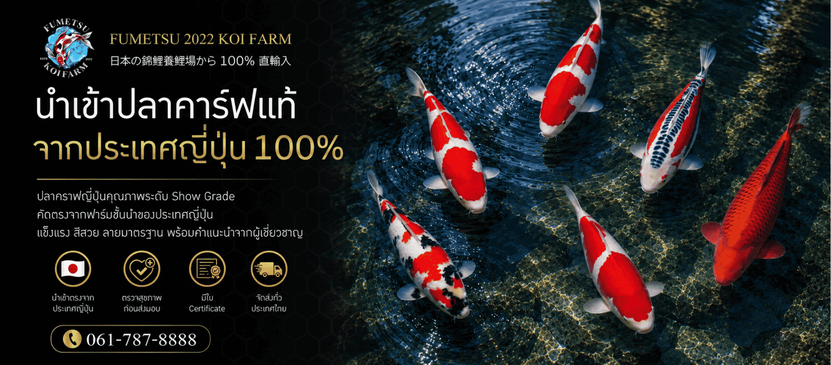 ฟาร์มปลาคาร์ฟนำเข้าจากญี่ปุ่นแท้